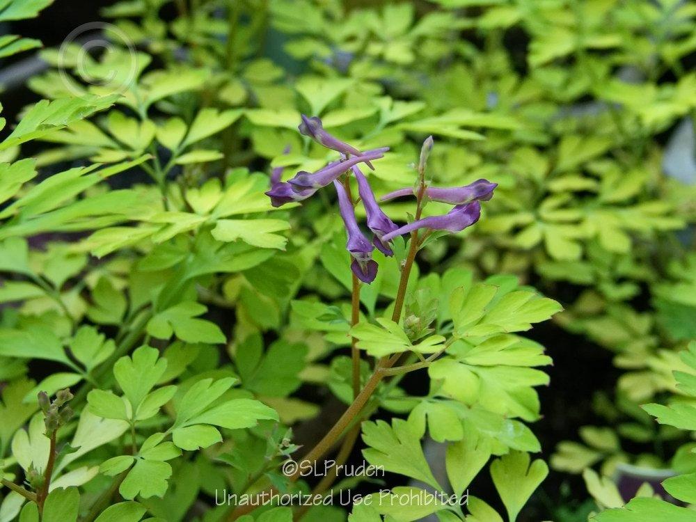 Photo of Corydalis 'Berry Exciting' uploaded by DaylilySLP