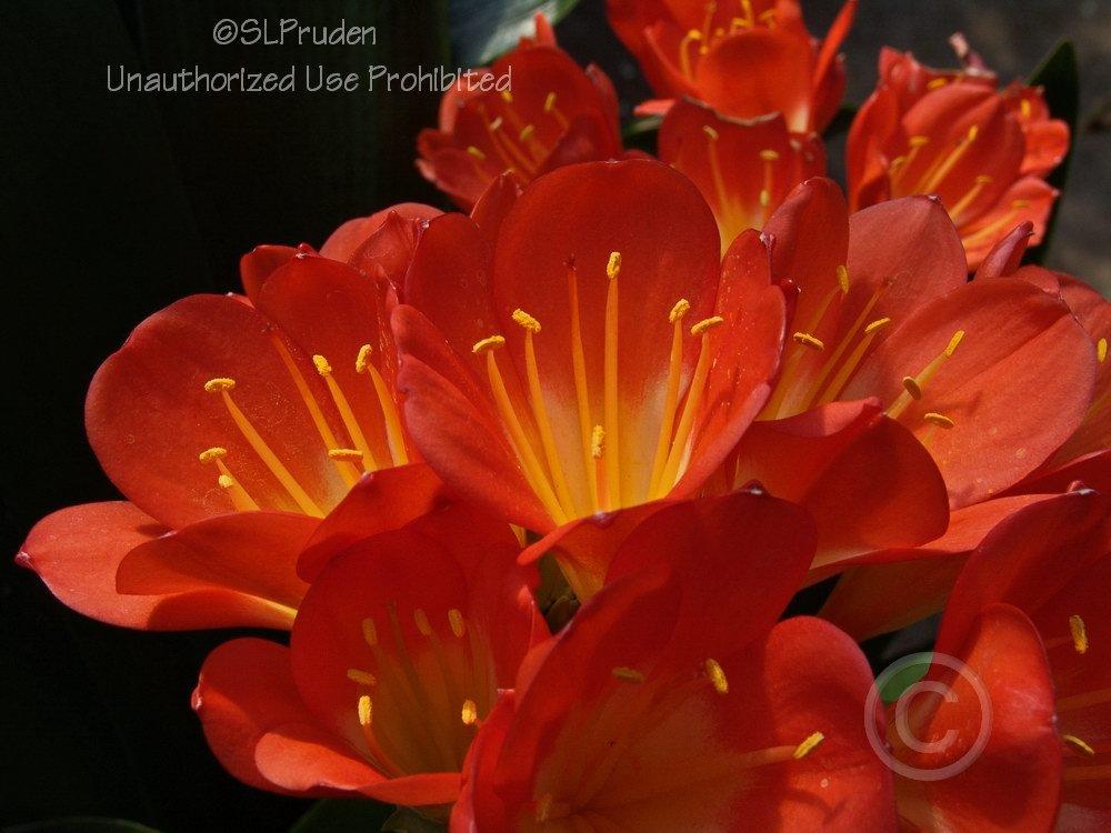 Photo of Fire Lily (Clivia miniata) uploaded by DaylilySLP