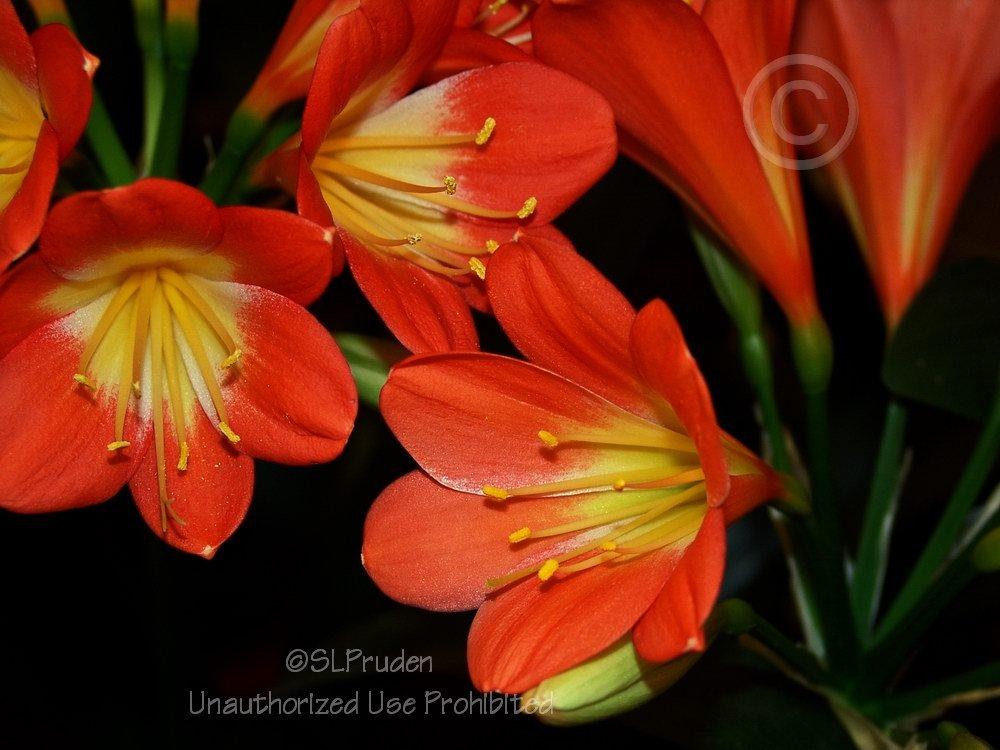 Photo of Fire Lily (Clivia miniata) uploaded by DaylilySLP