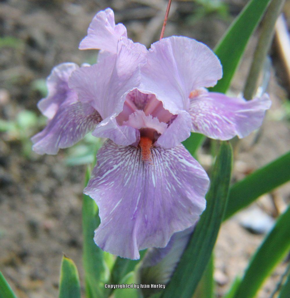 Photo of Tall Bearded Iris (Iris 'Maria Tormena') uploaded by Ivan_N_Tx