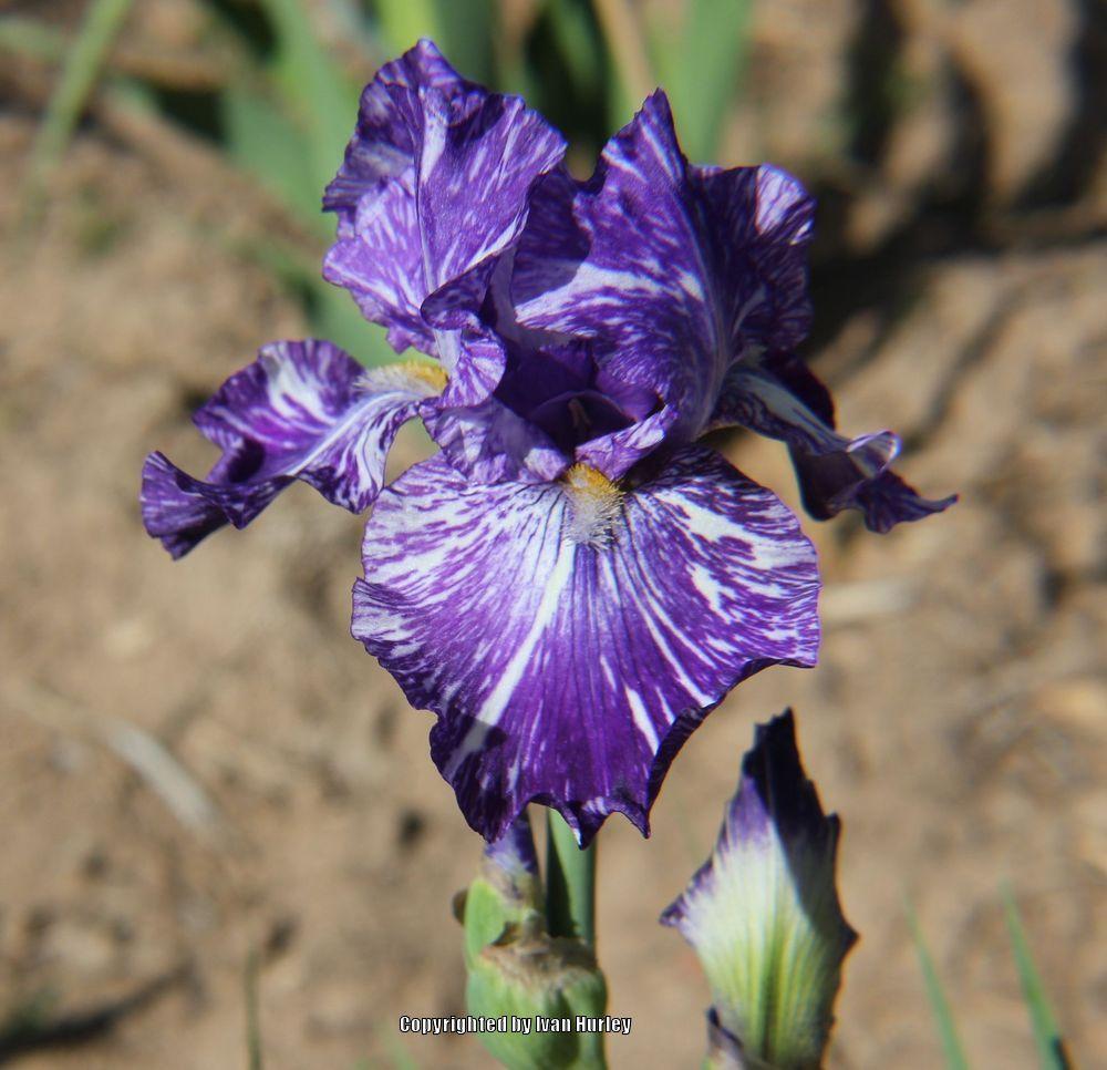 Photo of Border Bearded Iris (Iris 'Batik') uploaded by Ivan_N_Tx