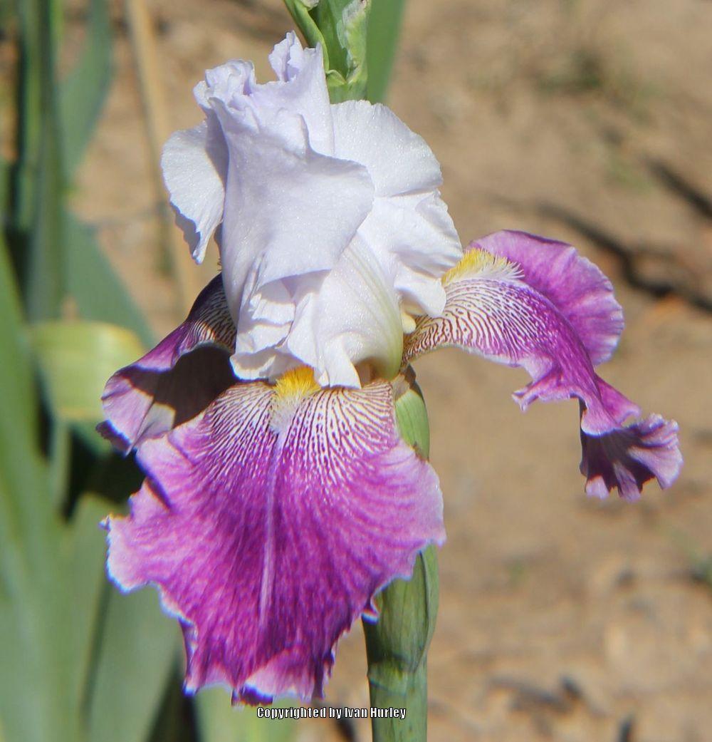 Photo of Tall Bearded Iris (Iris 'Señorita Swing') uploaded by Ivan_N_Tx