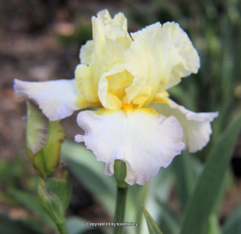 Photo of Tall Bearded Iris (Iris 'Gypsy Woman') uploaded by Ivan_N_Tx