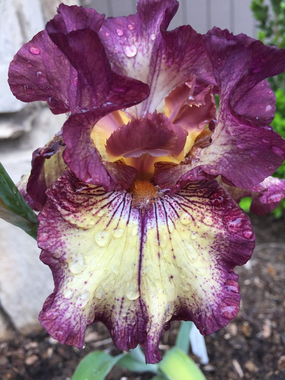 Photo of Tall Bearded Iris (Iris 'Rock Star') uploaded by LolosGarden