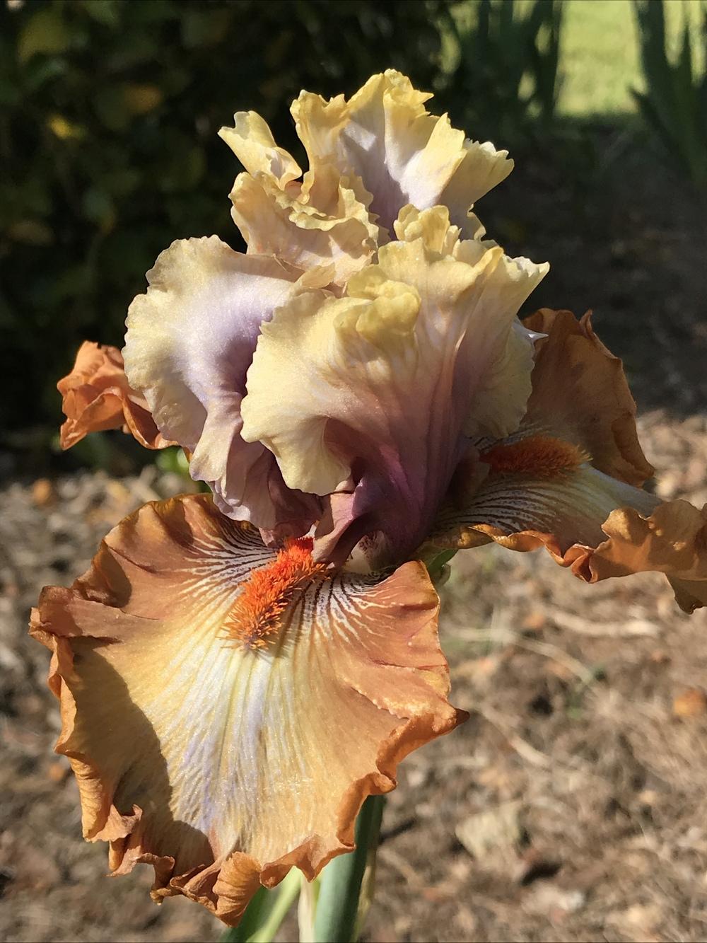 Photo of Tall Bearded Iris (Iris 'Cinderella's Secret') uploaded by aikenforflowers