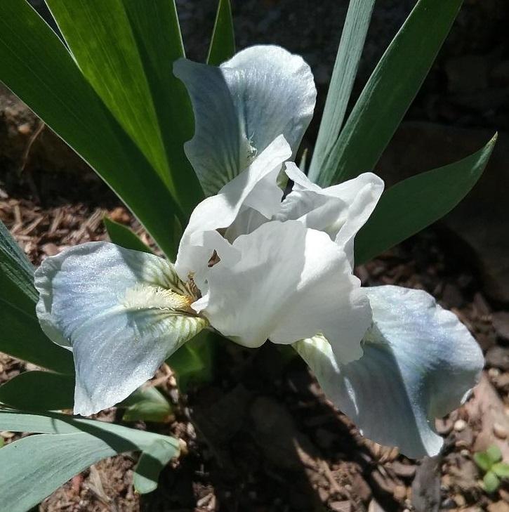 Photo of Standard Dwarf Bearded Iris (Iris 'Indian Jewel') uploaded by grannysgarden