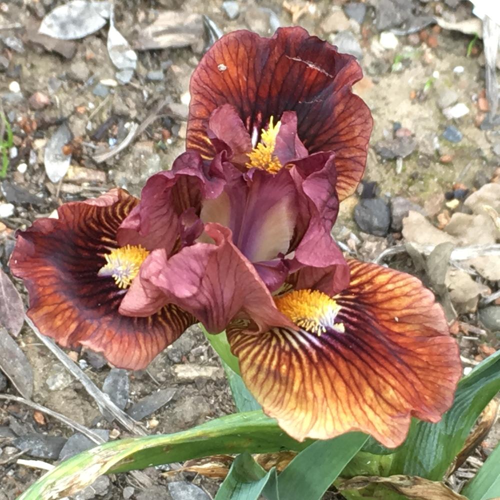 Photo of Standard Dwarf Bearded Iris (Iris 'Orange Arc') uploaded by lilpod13
