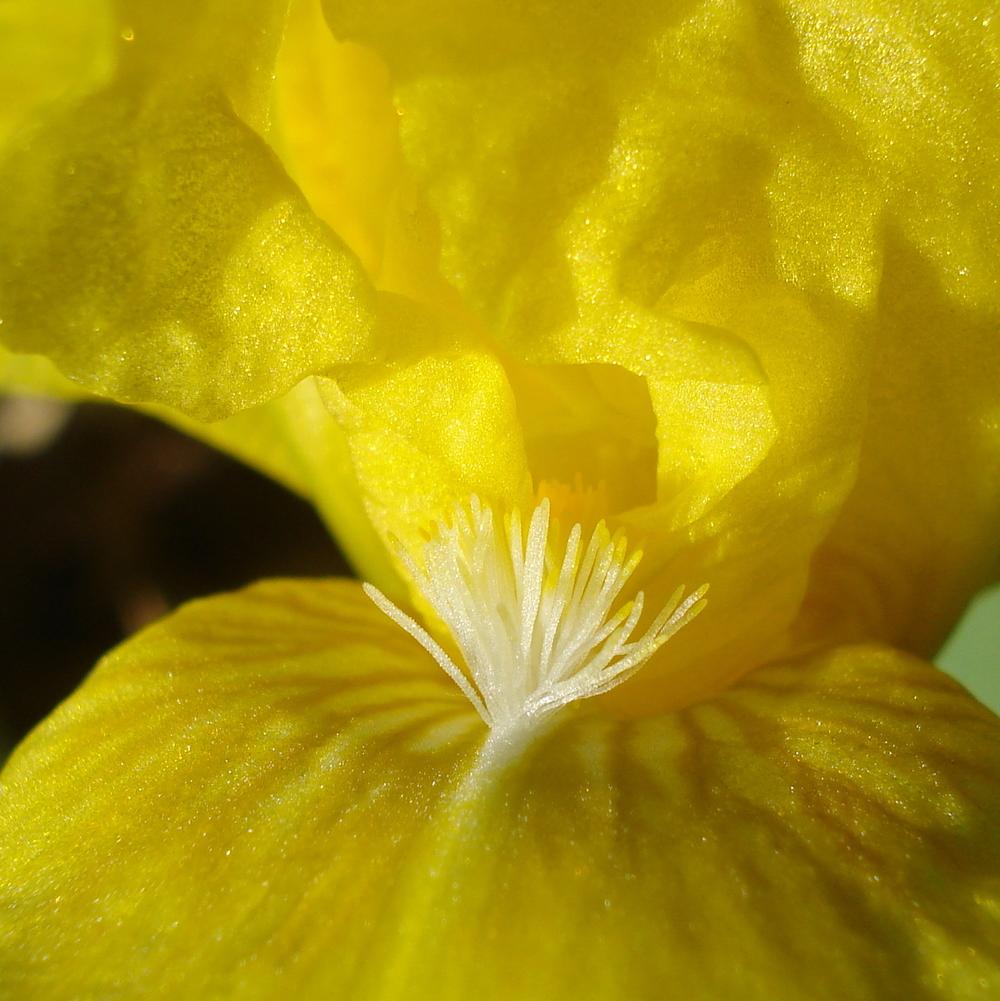 Photo of Standard Dwarf Bearded Iris (Iris 'Sun Doll') uploaded by lovemyhouse