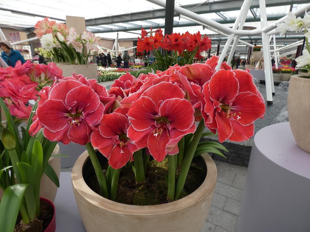 Photo of Amaryllis (Hippeastrum 'Magical Touch') uploaded by mellielong