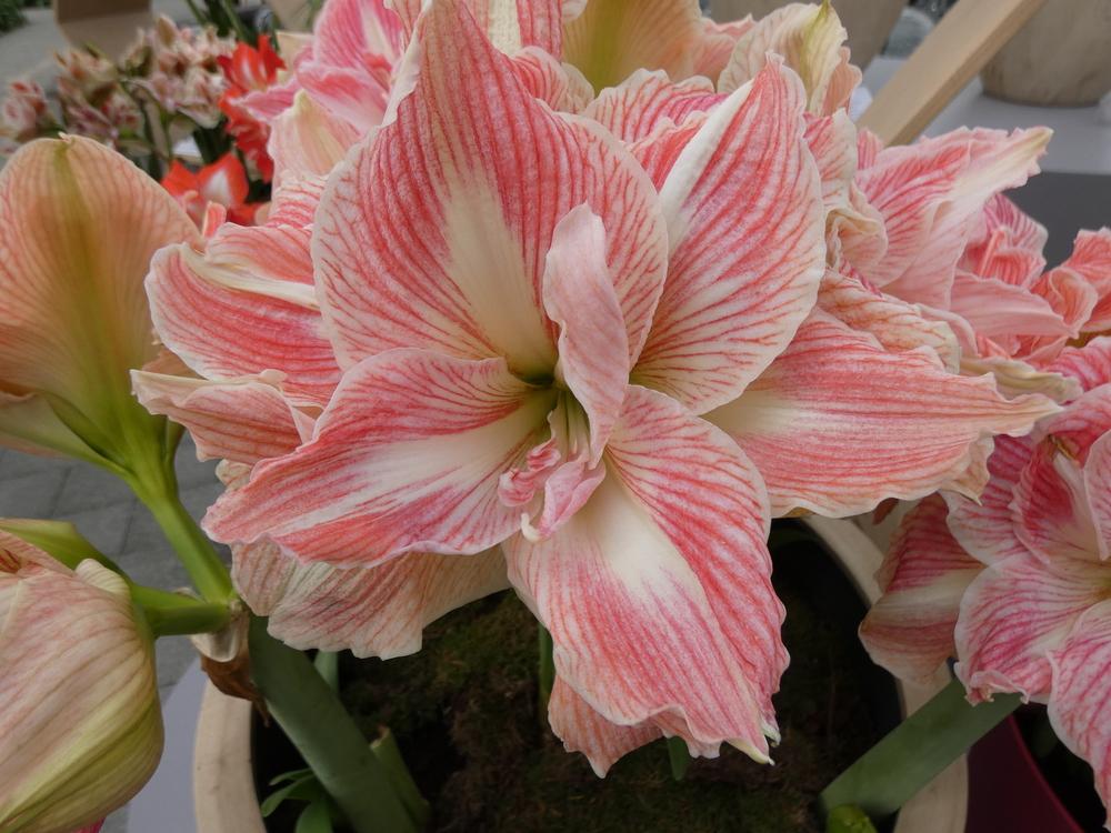 Photo of Amaryllis (Hippeastrum 'Pretty Nymph') uploaded by mellielong