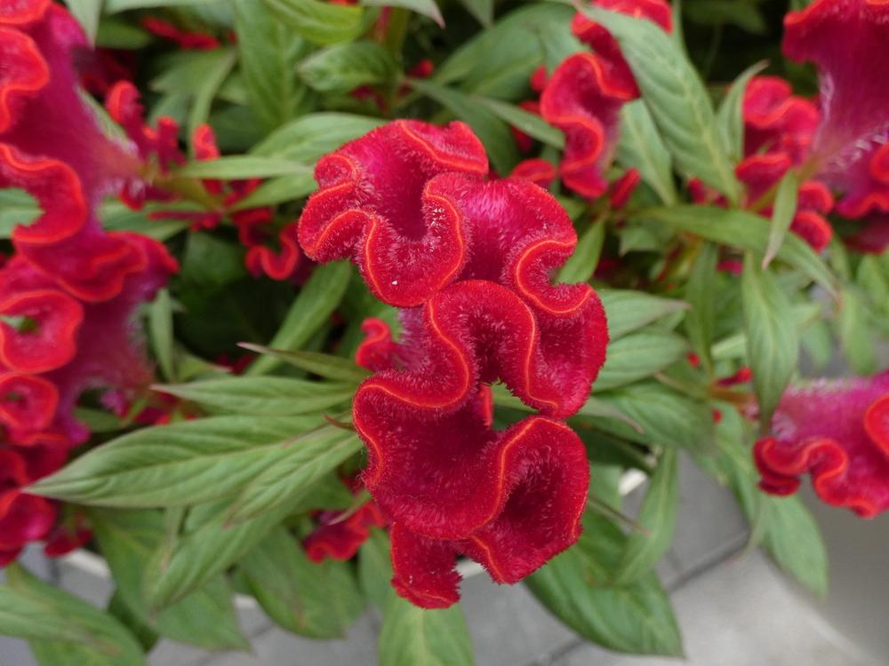 Photo of Cockscomb (Celosia argentea 'Twisted Red') uploaded by mellielong