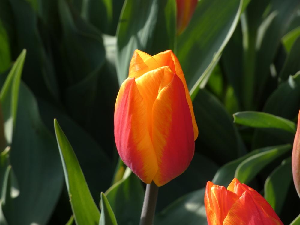 Photo of Single Early Tulip (Tulipa 'Flair') uploaded by mellielong