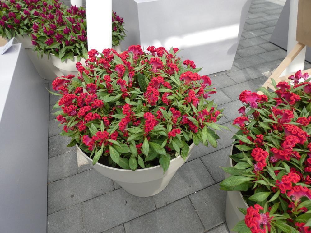 Photo of Cockscomb (Celosia argentea 'Twisted Red') uploaded by mellielong