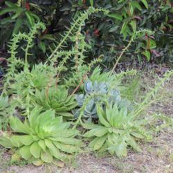 Location: Baja California
Date: 2019-04-12
Green form with nodding flowers, plus a random Cotyledon