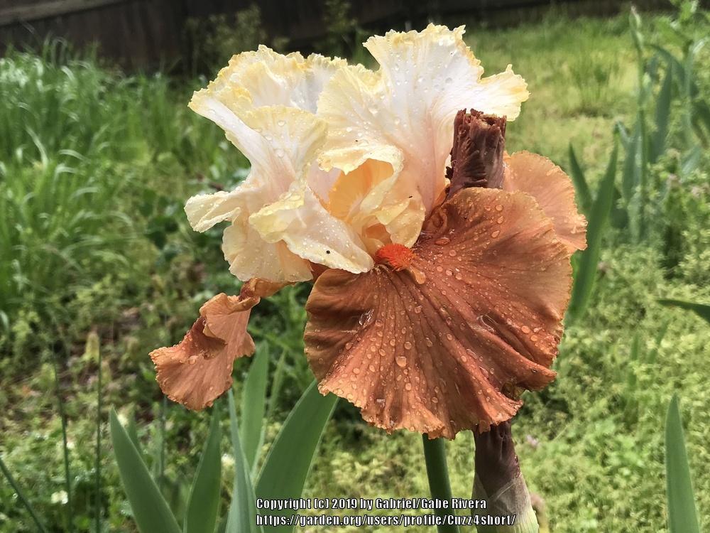 Photo of Tall Bearded Iris (Iris 'October Dreaming') uploaded by Cuzz4short
