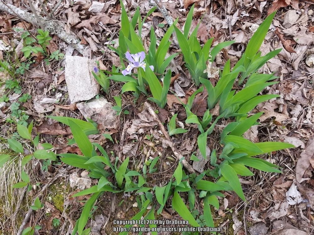 Photo of Species Iris (Iris cristata) uploaded by DraDiana