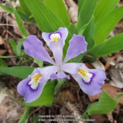 Location: Van Buren, MO
Date: 2019-04-11
1st iris bloom in my garden this year.
