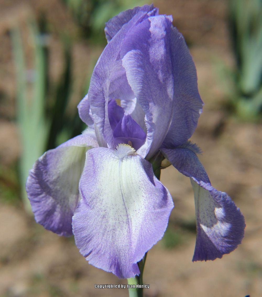 Photo of Tall Bearded Iris (Iris 'Blue Shimmer') uploaded by Ivan_N_Tx