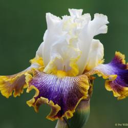 Location: My garden, Sweden
Date: June 2018
A rather faboulus iris... Very late to bloom so extends the seaso