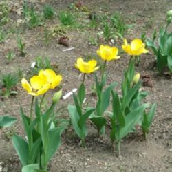 Location: My garden
Date: 2019-04-08
They start out yellow...