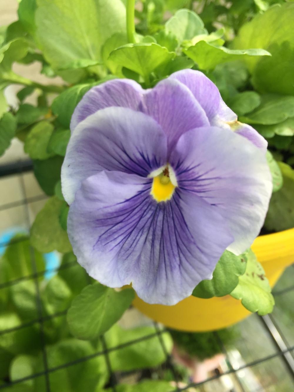 Photo of Pansy (Viola x wittrockiana) uploaded by greenhouse_7