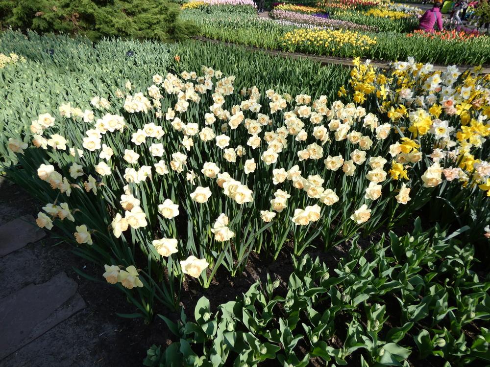 Photo of Large Cupped Daffodil (Narcissus 'Martha Stewart') uploaded by mellielong