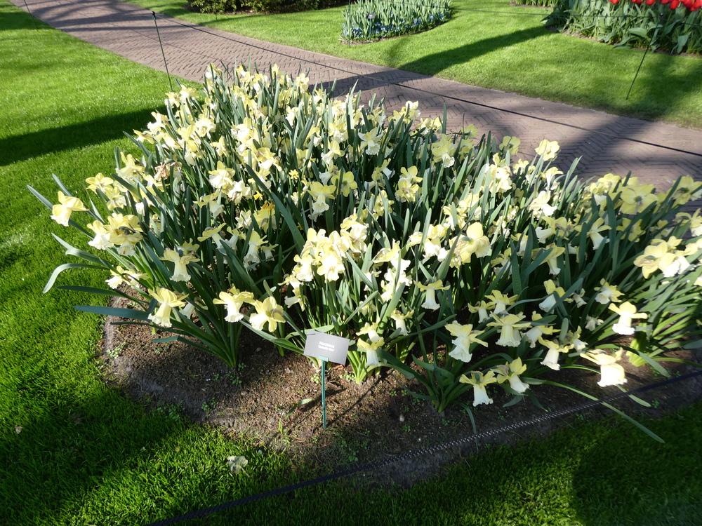 Photo of Trumpet Daffodil (Narcissus 'Galactic Star') uploaded by mellielong