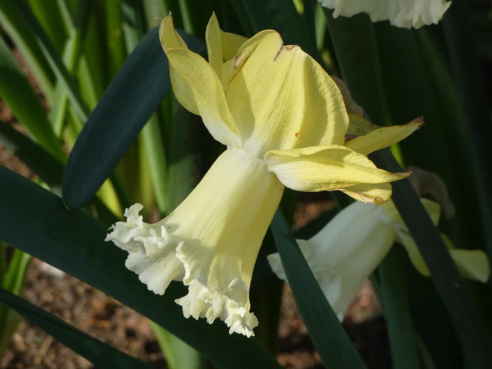 Photo of Trumpet Daffodil (Narcissus 'Galactic Star') uploaded by mellielong