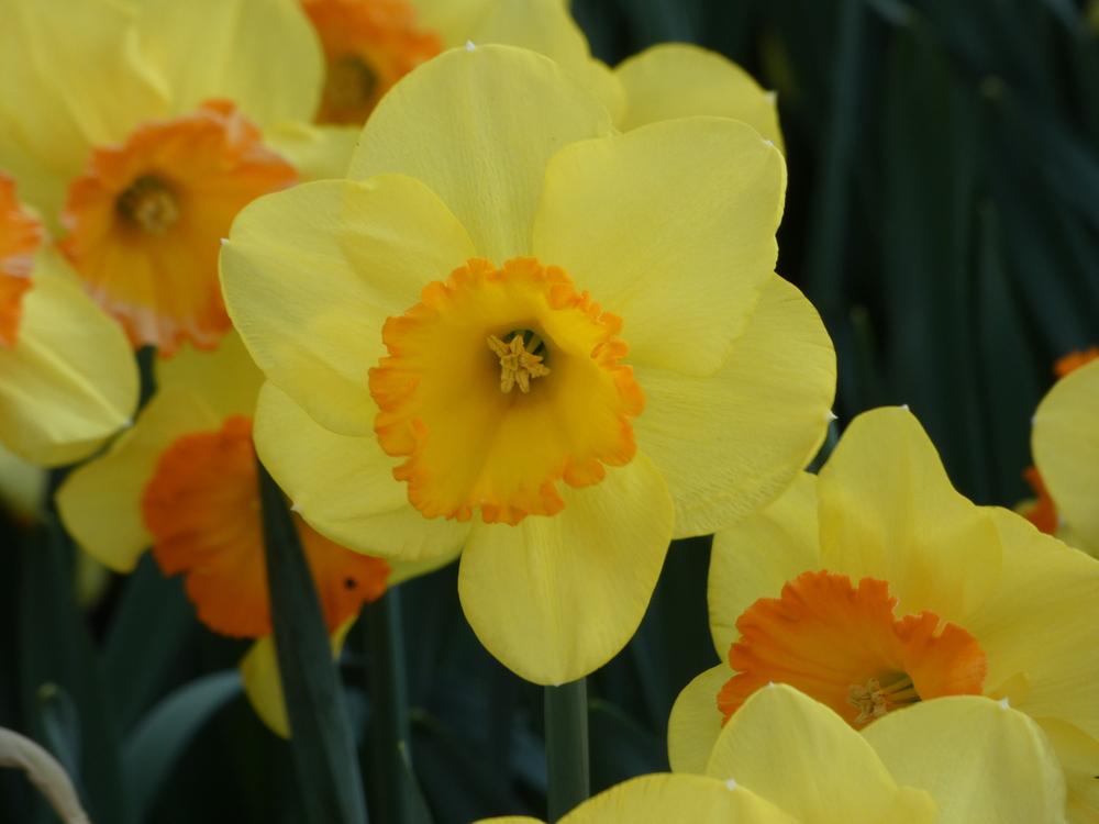 Photo of Large-Cupped Daffodil (Narcissus 'Delibes') uploaded by mellielong