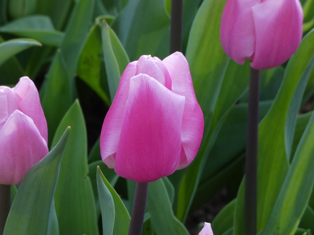 Photo of Single Early Tulip (Tulipa 'Aafke') uploaded by mellielong