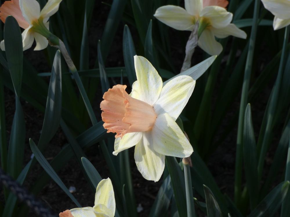 Photo of Large Cupped Daffodil (Narcissus 'Tickled Pinkeen') uploaded by mellielong
