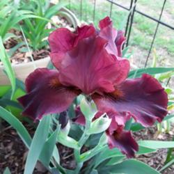 Location: My Caffeinated Garden, Grapevine, TX
Date: 2019-04-12
Nice iris for the front of a bed.