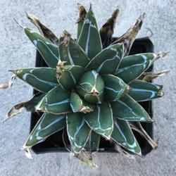 Location: South Jordan, Utah, United States
Date: 2019-04-12
According to seller this plant is about 7 or 8 years old.