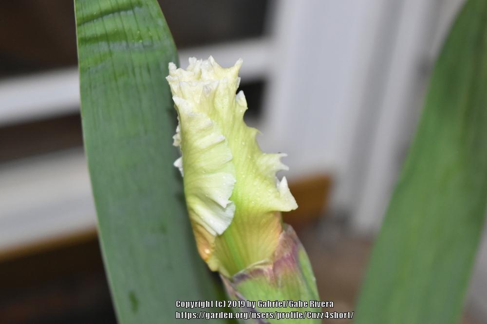 Photo of Tall Bearded Iris (Iris 'Boston Cream') uploaded by Cuzz4short