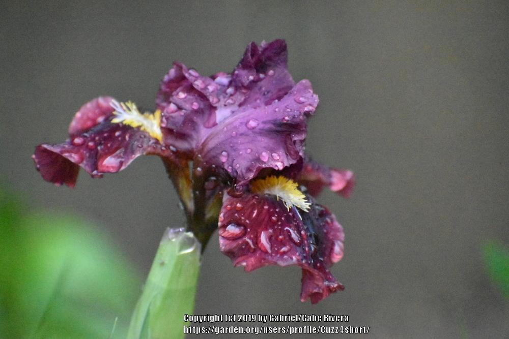Photo of Standard Dwarf Bearded Iris (Iris 'Atomic Glow') uploaded by Cuzz4short