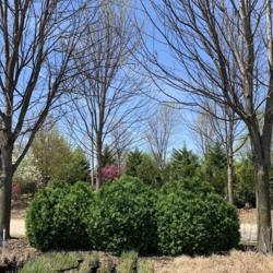 Location: Landscaping company in Northwest Arkansas
Date: 2019-04-12
Mature planting- owner said they had been there about 10-12 years