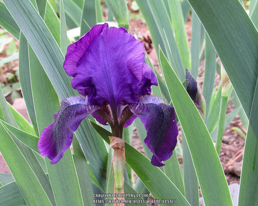 Photo of Intermediate Bearded Iris (Iris 'Eleanor Roosevelt') uploaded by Lestv
