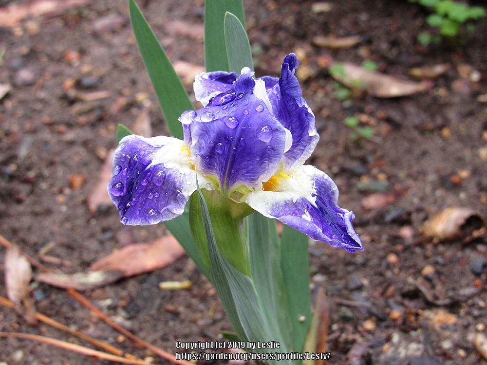 Photo of Standard Dwarf Bearded Iris (Iris 'Crystal Ship') uploaded by Lestv