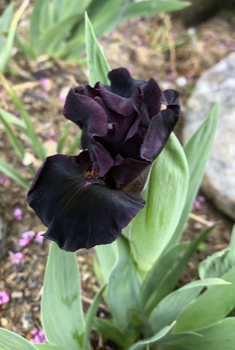 Photo of Standard Dwarf Bearded Iris (Iris 'Devil Baby') uploaded by TNLaura