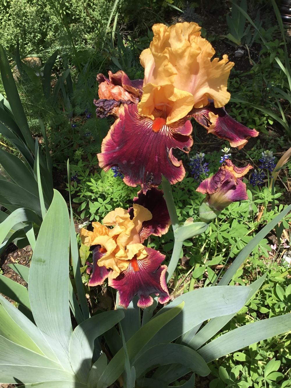 Photo of Tall Bearded Iris (Iris 'Glamour Pants') uploaded by TexasShellie