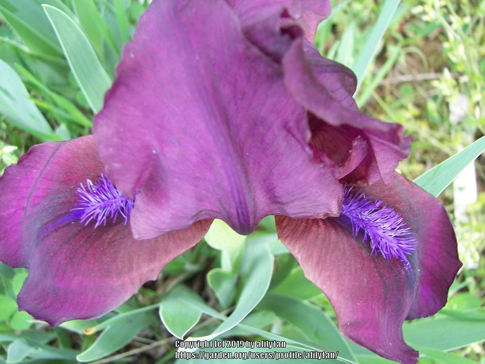 Photo of Standard Dwarf Bearded Iris (Iris 'Cherry Garden') uploaded by alilyfan
