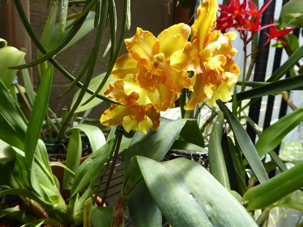 Photo of Orchid (Oncidium Hilda Plumtree 'Purple Wings') uploaded by ctcarol