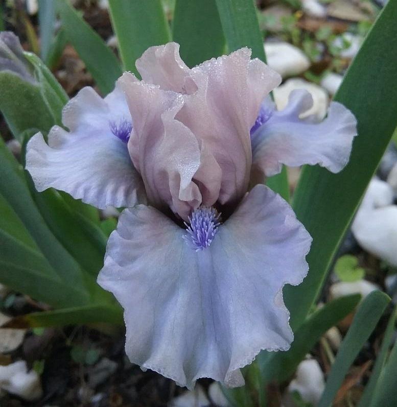 Photo of Standard Dwarf Bearded Iris (Iris 'Breathtaking') uploaded by grannysgarden