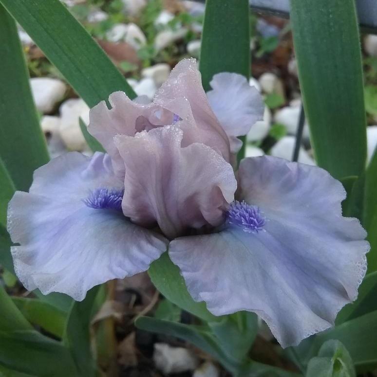 Photo of Standard Dwarf Bearded Iris (Iris 'Breathtaking') uploaded by grannysgarden