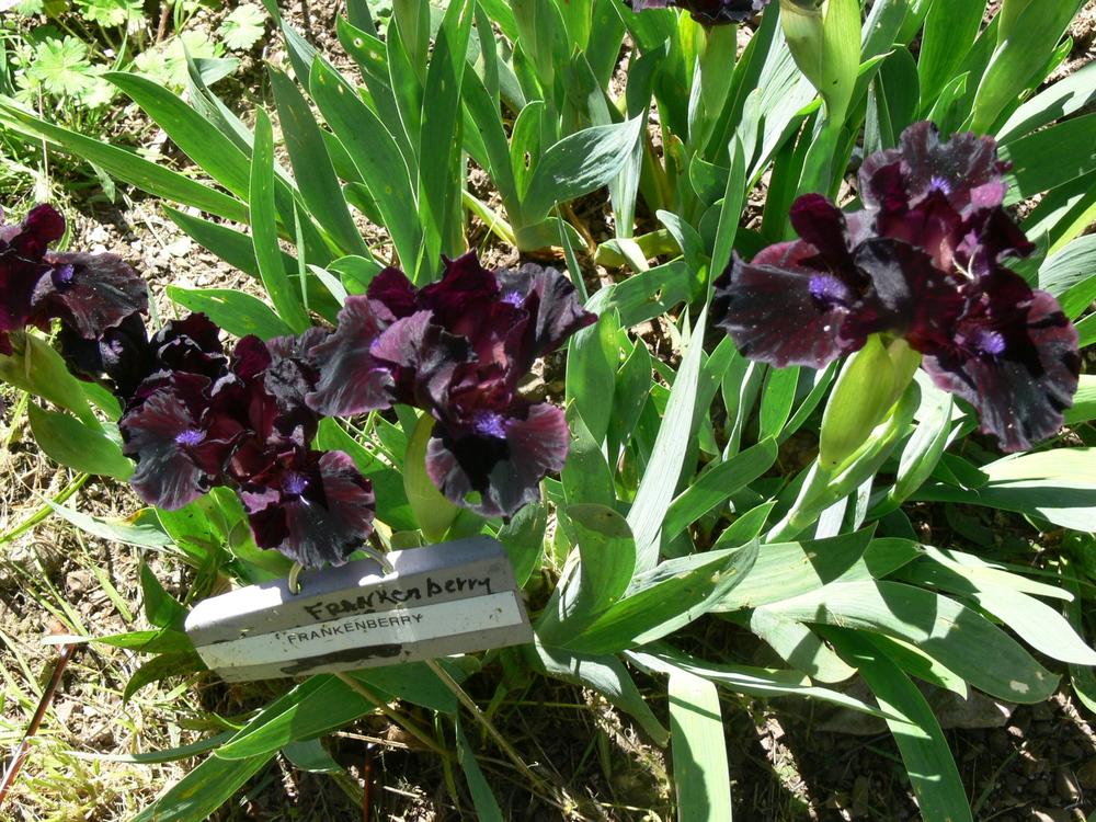 Photo of Standard Dwarf Bearded Iris (Iris 'Frankenberry') uploaded by janwax