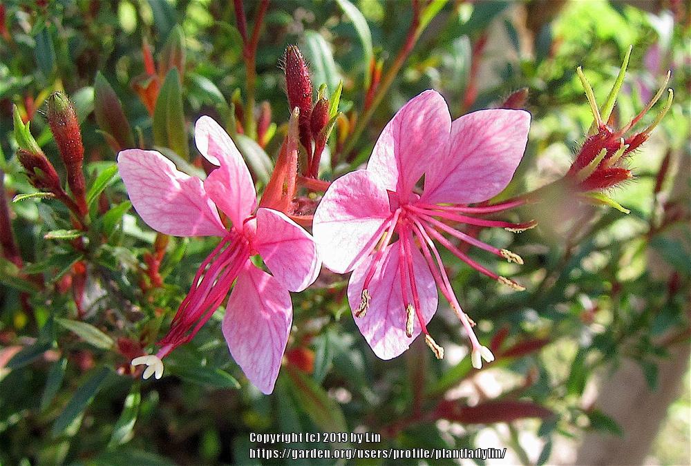 Photo of Gaura (Oenothera lindheimeri Karalee®  Petite Pink) uploaded by plantladylin