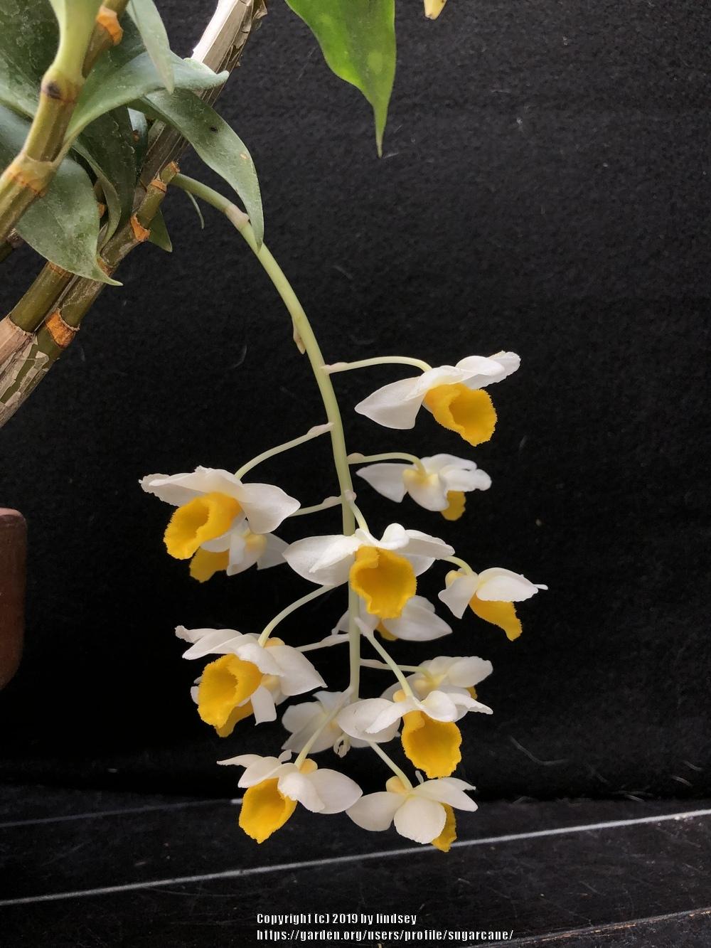 Photo of Orchid (Dendrobium farmeri) uploaded by sugarcane