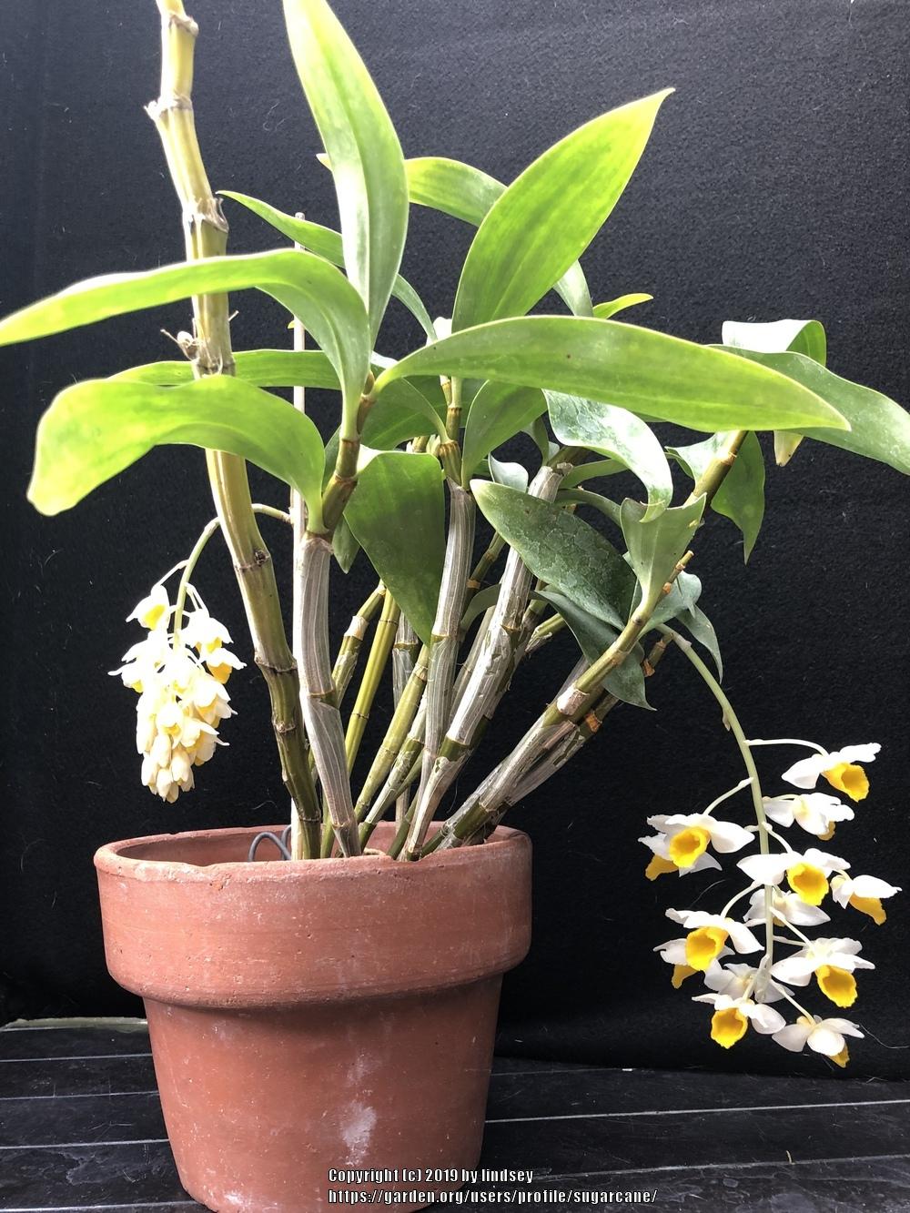Photo of Orchid (Dendrobium farmeri) uploaded by sugarcane