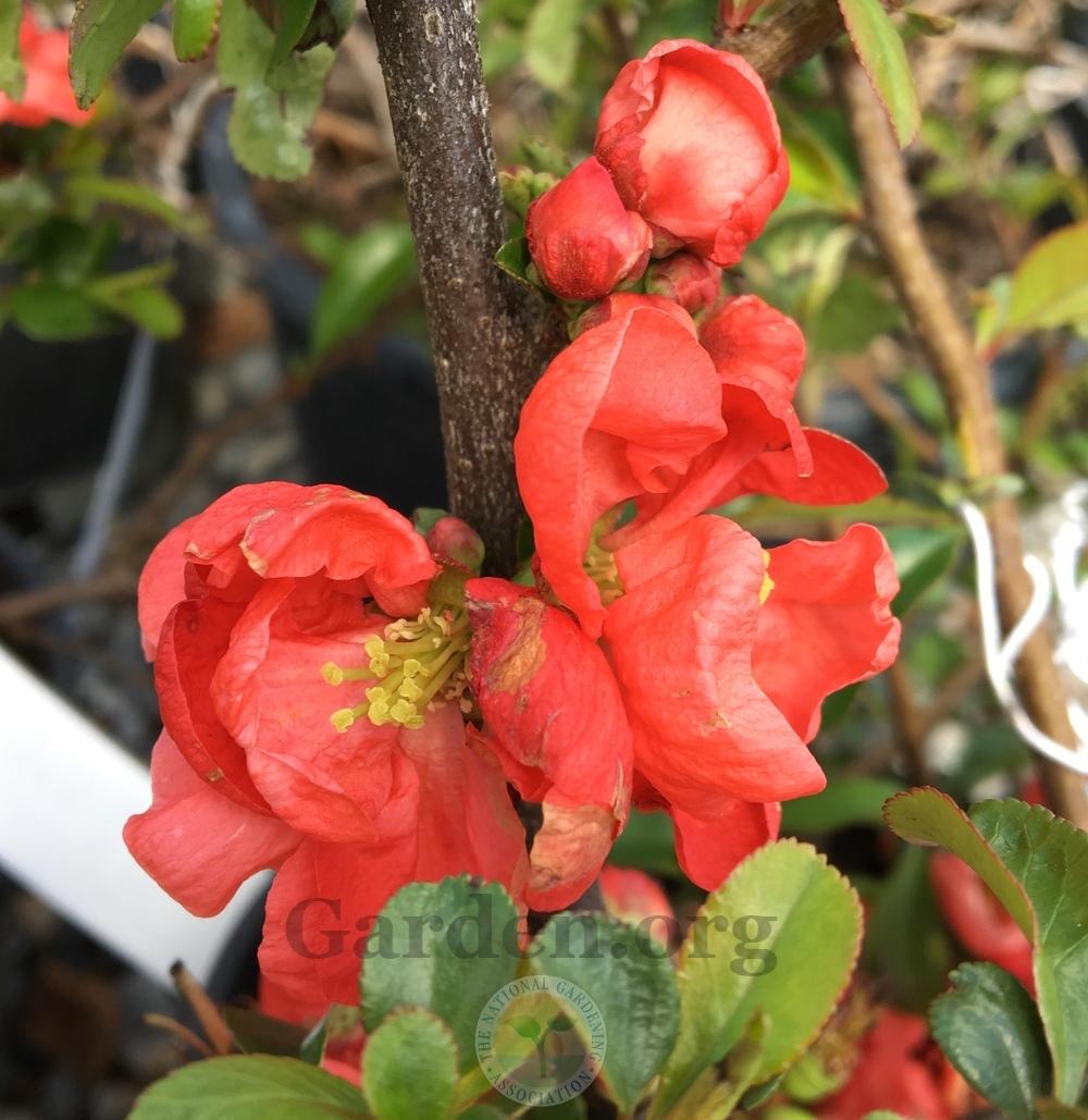 Photo of Flowering Quince (Chaenomeles 'Texas Scarlet') uploaded by BlueOddish