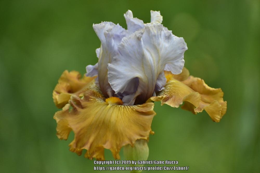 Photo of Tall Bearded Iris (Iris 'Olive Windows') uploaded by Cuzz4short